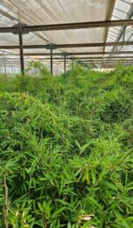 Fargesia Nitida Winter Joy cultivé en pépinière, bambou non-traçant de haute qualité