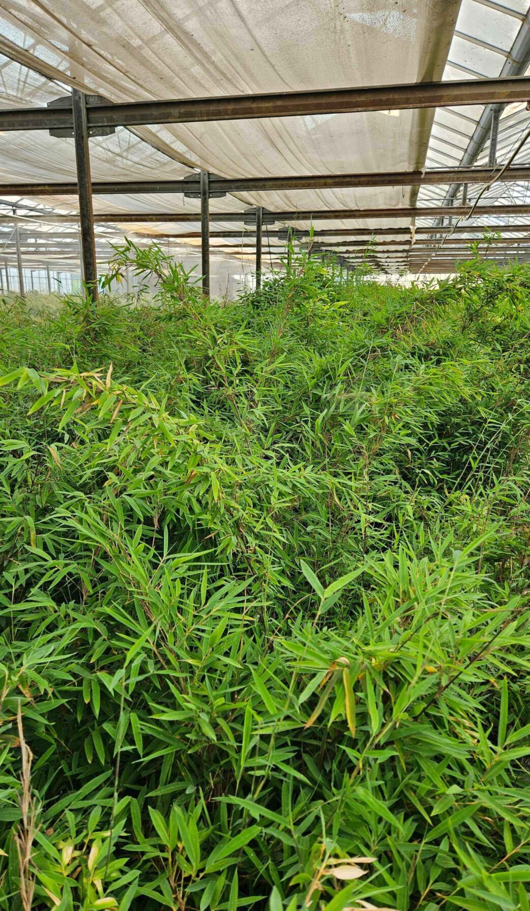 Fargesia Nitida Winter Joy cultivé en pépinière spécialisée bambou, plants robustes et sains