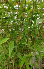 Fargesia Nitida Winter Joy, bambou non-traçant élégant pour haie et jardin belge