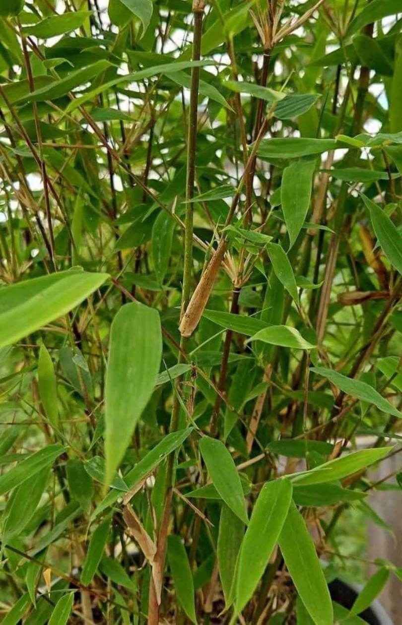 Fargesia Nitida Winter Joy