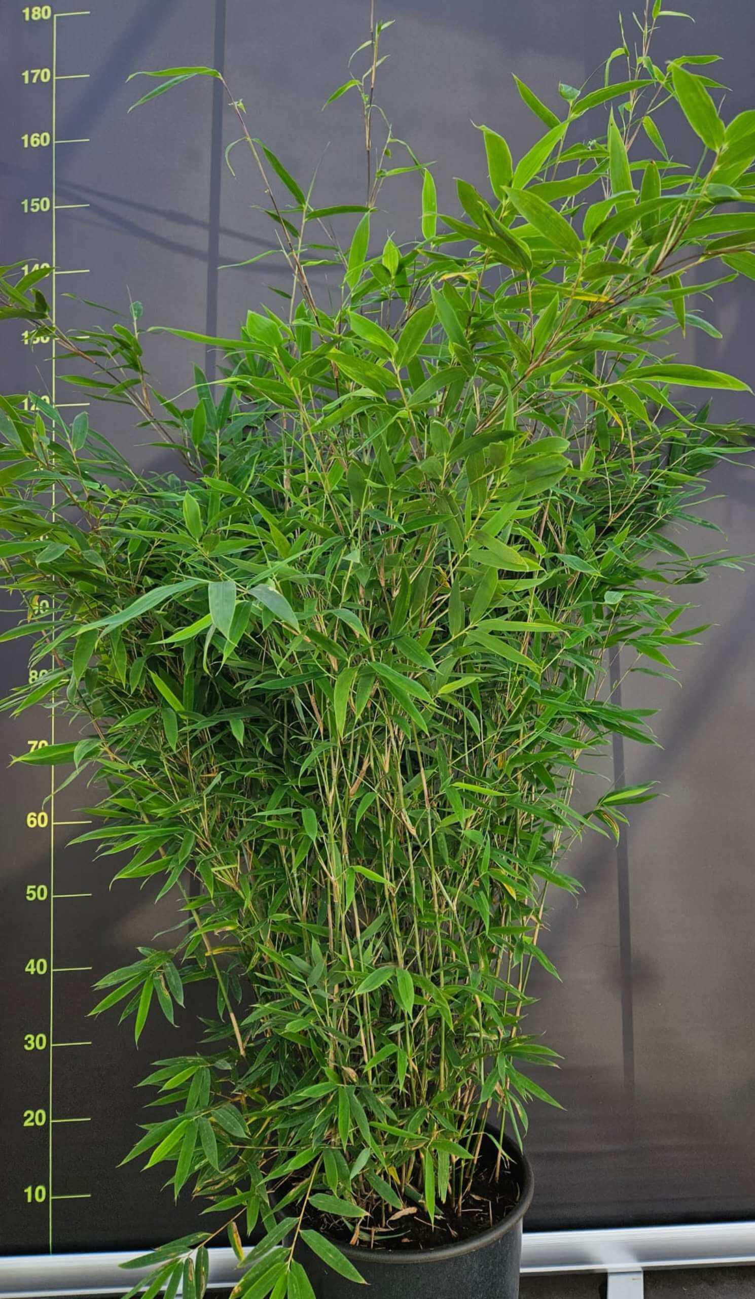 Fargesia Nitida Winter Joy Plant de Bambou 15L – 125+ cm