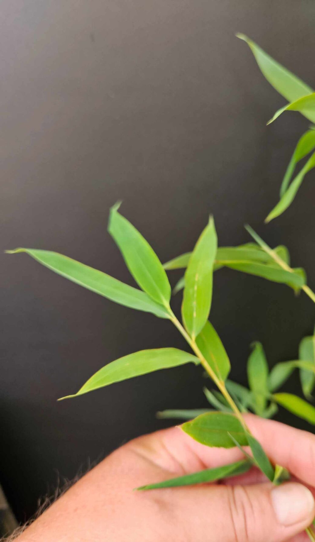 Fargesia Nitida Winter Joy – feuilles fines de bambou non traçant, feuillage vert persistant