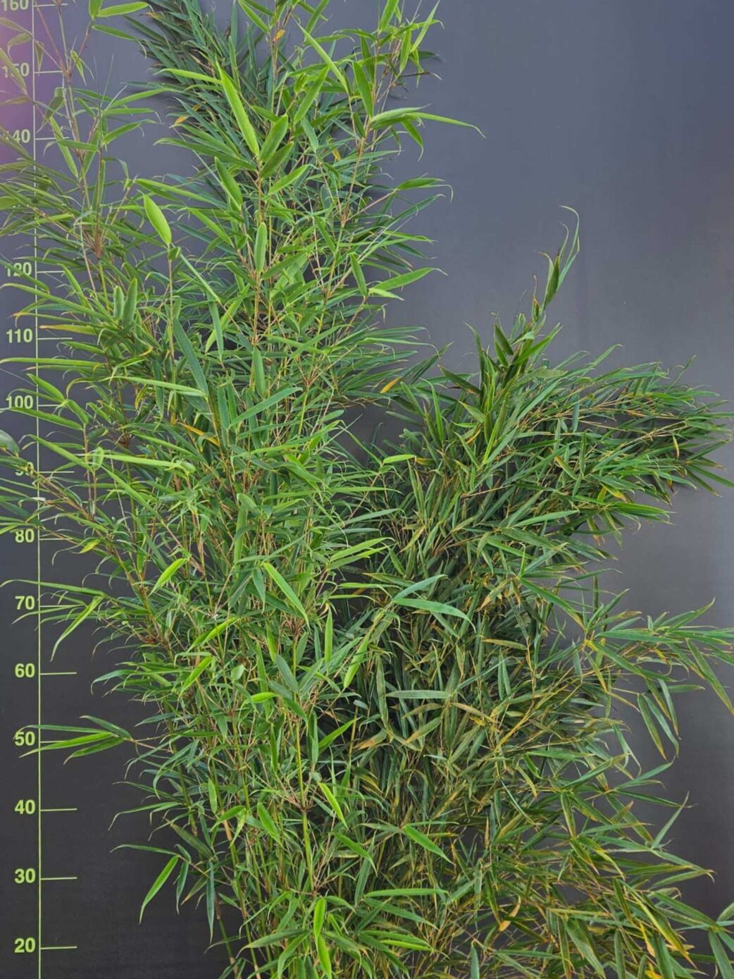 Fargesia robusta Campbell 10L 125cm – bambou non traçant en pot pour jardin et terrasse