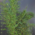 Fargesia robusta Campbell - 10L - 125cm
