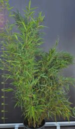 Fargesia robusta Campbell 10L 125cm – bambou non traçant en pot pour jardin et terrasse