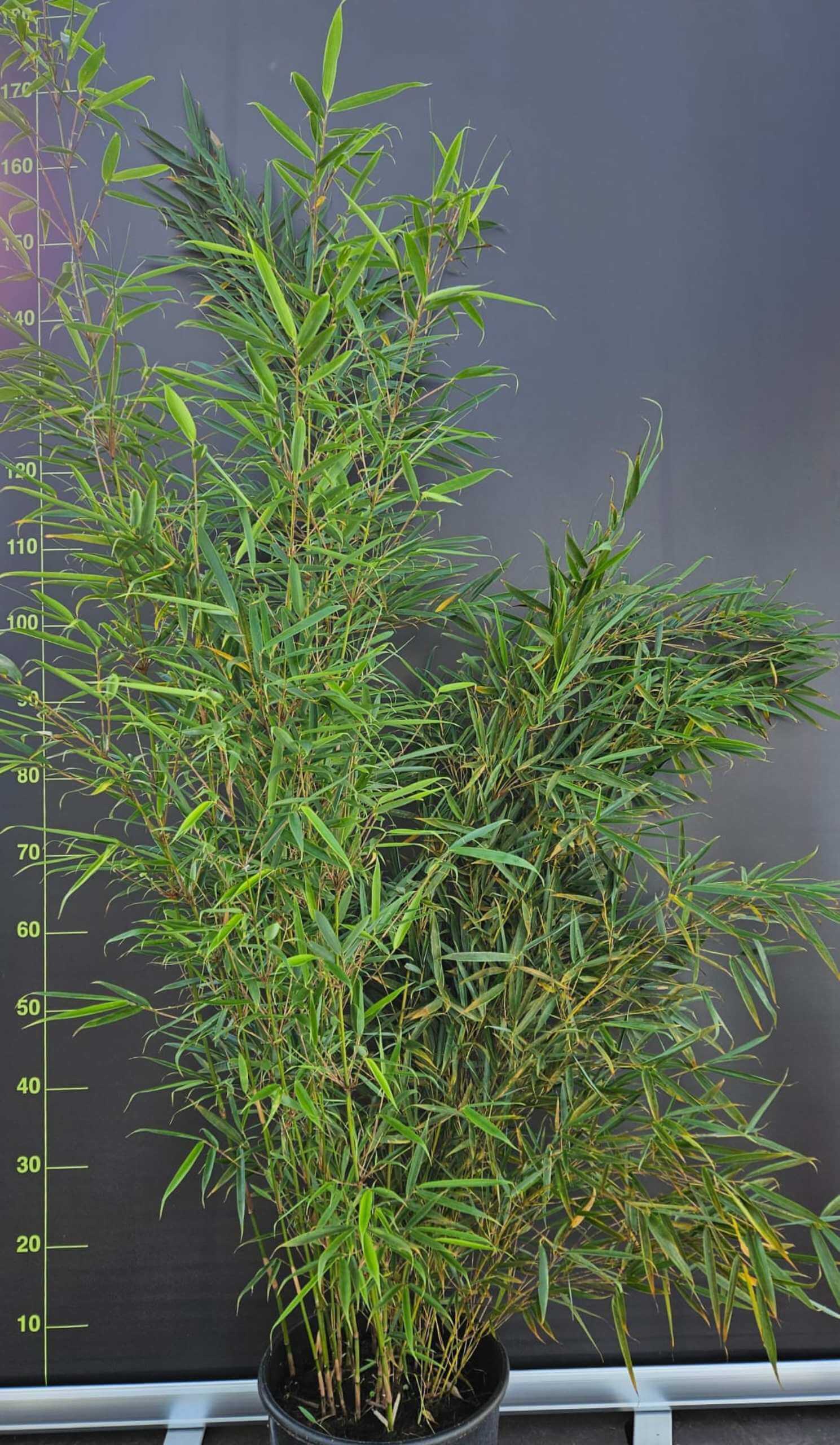 Fargesia robusta Campbell – 10L – 125cm