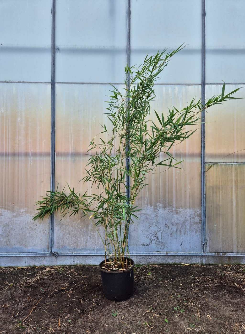 Fargesia robusta Campbell – 10L – 175cm