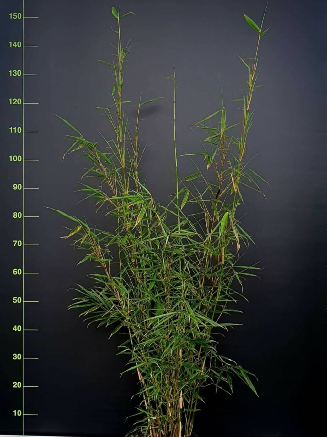 Fargesia robusta Campbell 10L 225cm - grande plante bambou non traçant en pot