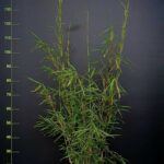 Fargesia robusta Campbell - 10L - 225cm