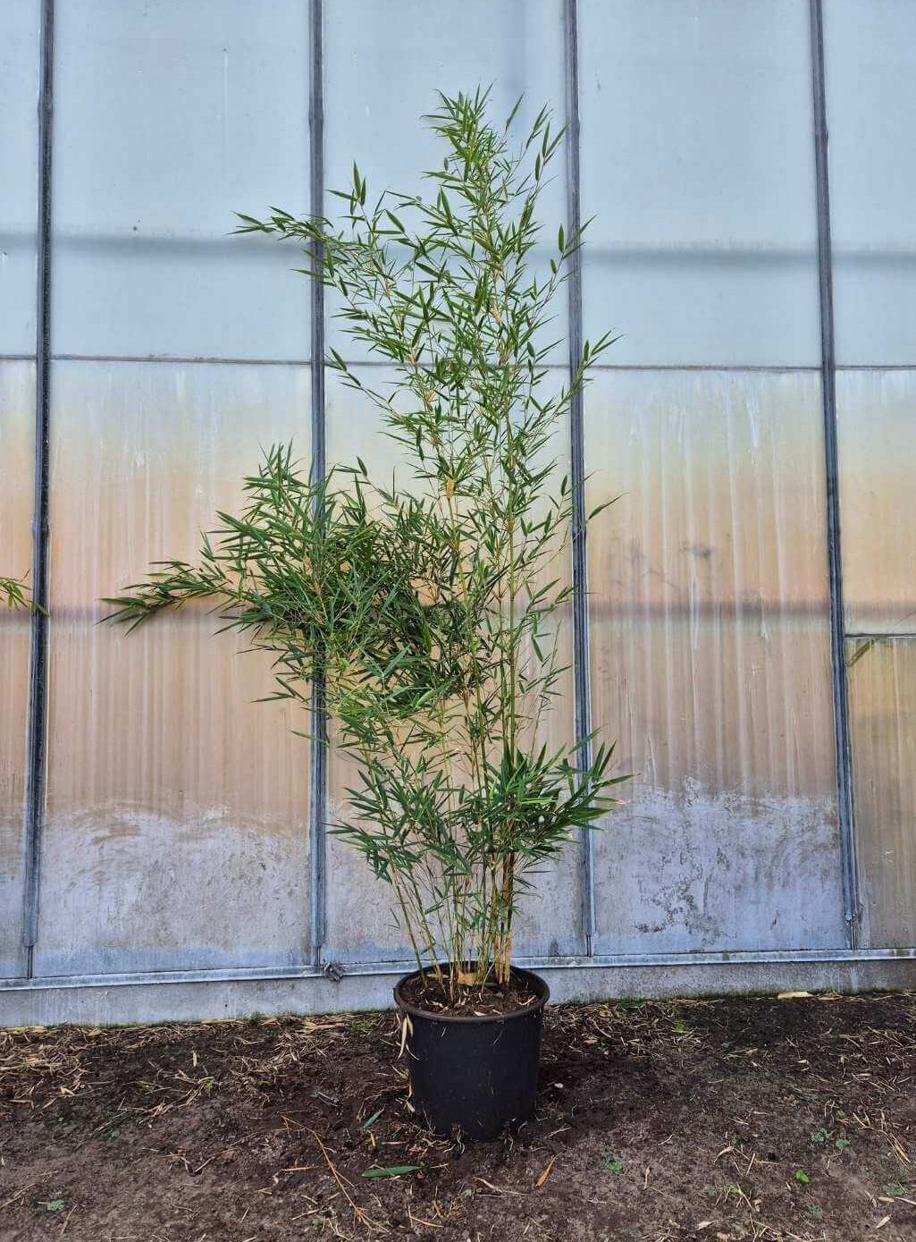 Fargesia robusta Campbell - 15L - 175+ cm