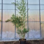 Fargesia robusta Campbell - 15L - 175+ cm