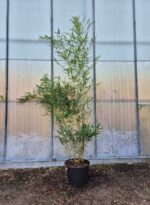 Fargesia robusta Campbell - 15L - 175+ cm