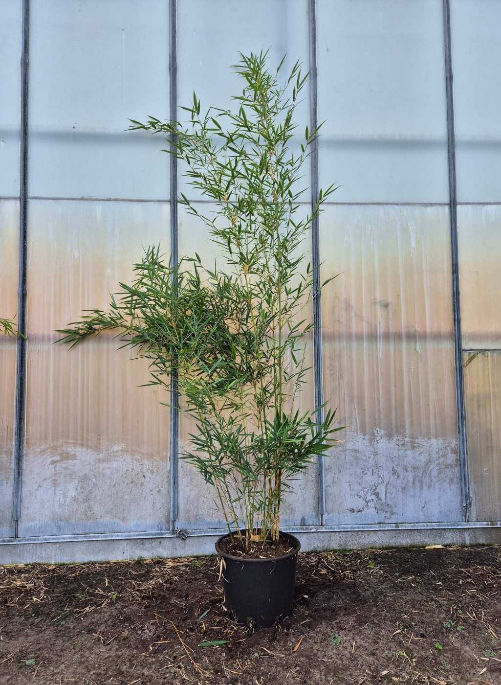 Fargesia robusta Campbell – 15L – 175+ cm