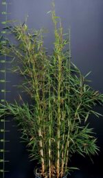 Fargesia robusta Campbell 15L 200cm – grand bambou non traçant en pot, feuillage dense et élégant