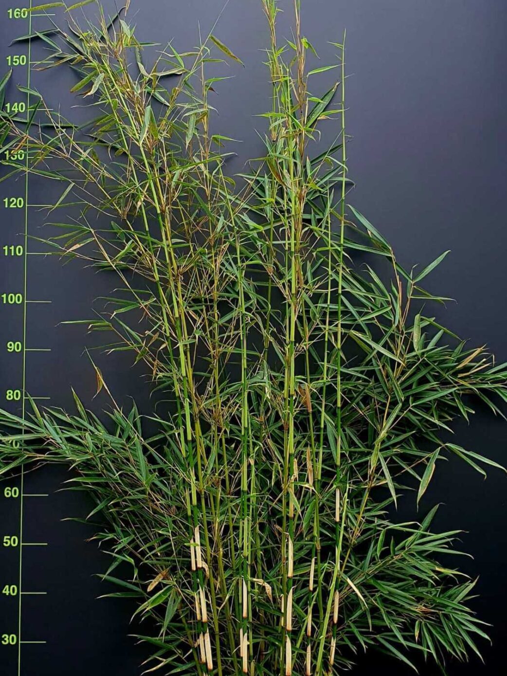 Fargesia robusta Campbell 15L 225 cm – bambou non traçant en pot, grande taille