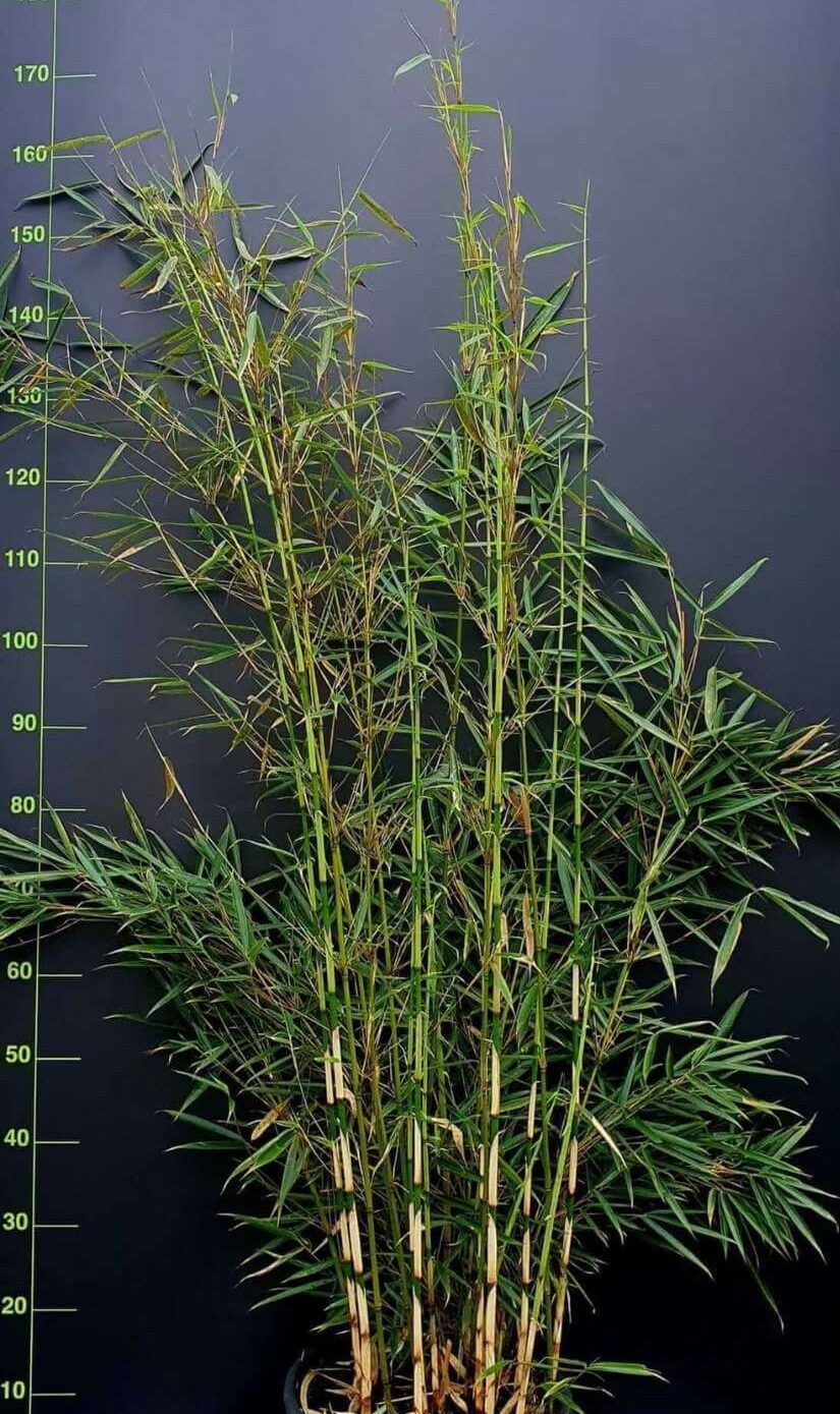 Fargesia robusta Campbell en pot de 15 litres, hauteur 150 cm, bambou non traçant