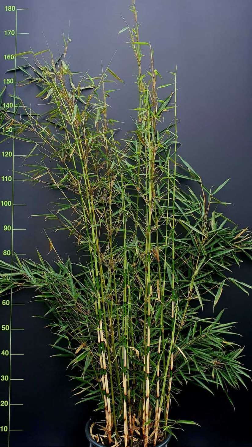 Fargesia robusta Campbell – 15L – 150+ cm