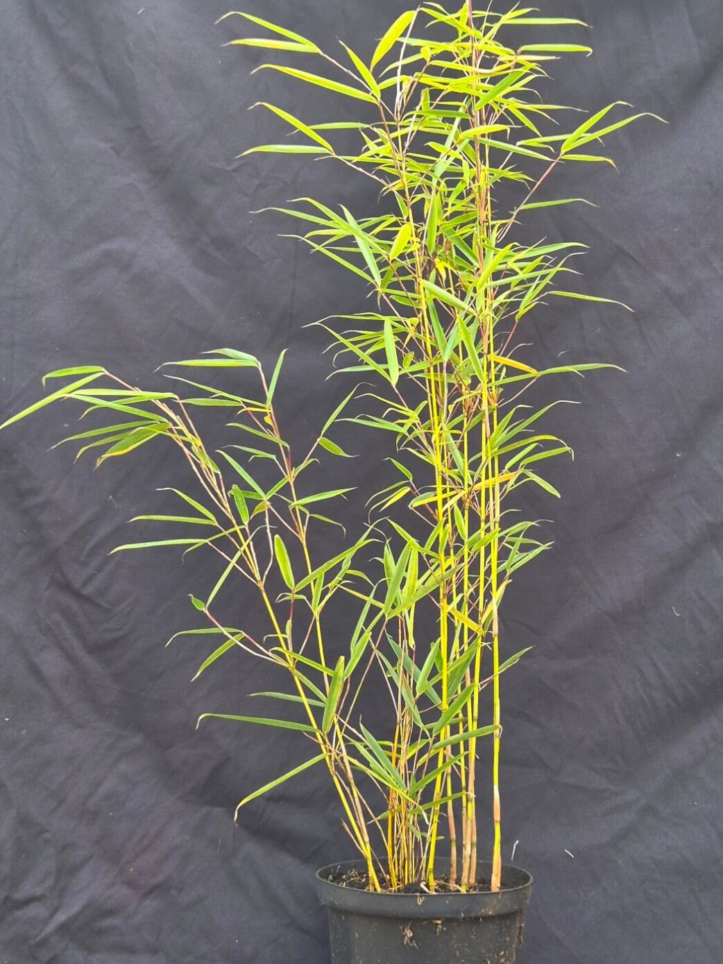 Fargesia robusta Campbell - 2.5L - 40+cm