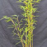 Fargesia robusta Campbell - 2.5L - 40+cm