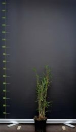 Fargesia robusta Campbell - 2.5L - 40+cm 3