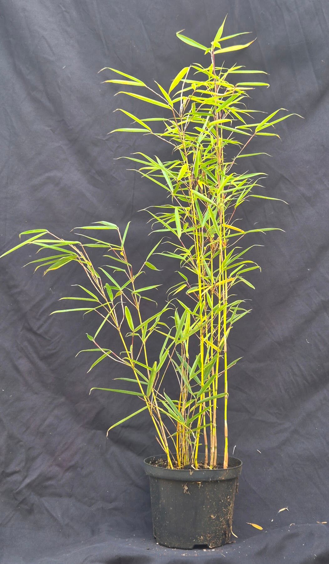 Fargesia robusta Campbell – 2.5L – 40+cm