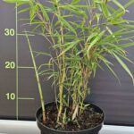 Fargesia robusta Campbell 2,5L - Lot de 6