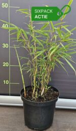 Fargesia robusta Campbell lot de 6 plantes en pot 2,5L présentées en boîte promotionnelle.
