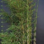 Fargesia robusta Campbell - 35L - 150+ cm