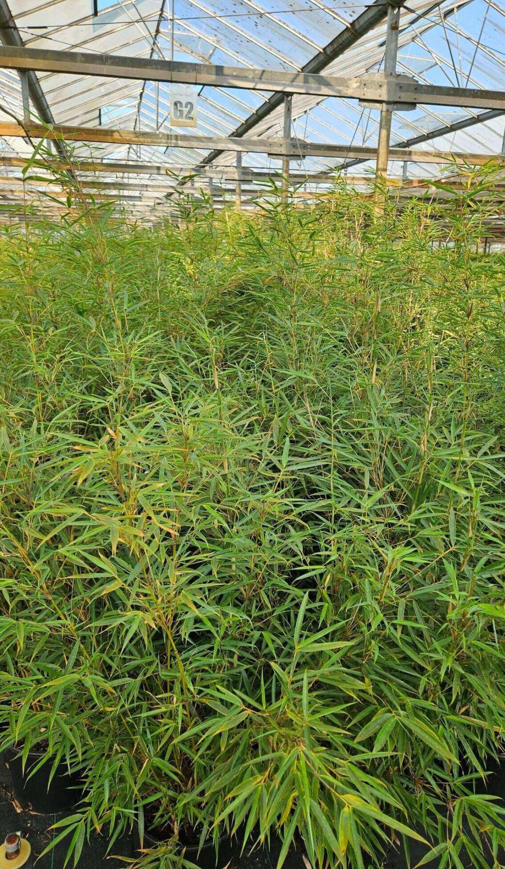 Fargesia robusta Campbell - 35L - 150+ cm 4