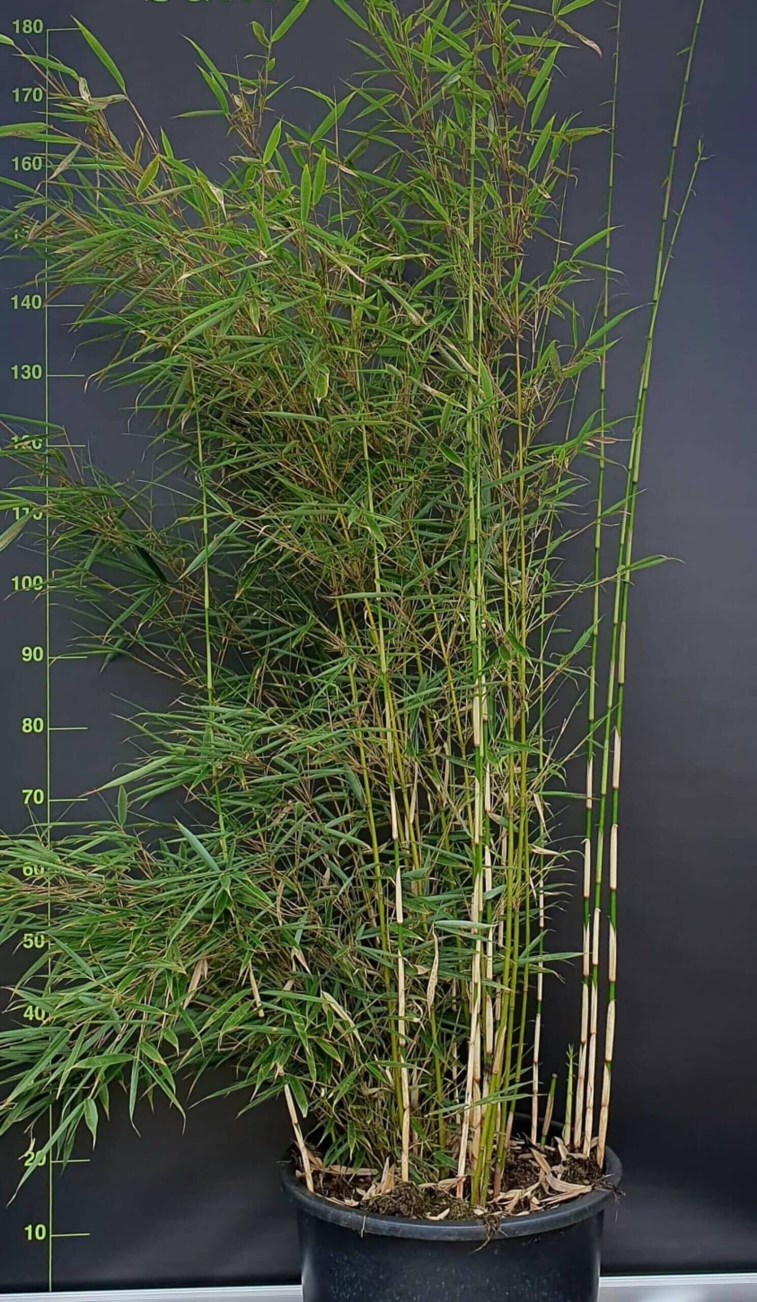 Fargesia robusta Campbell – 35L – 150+ cm