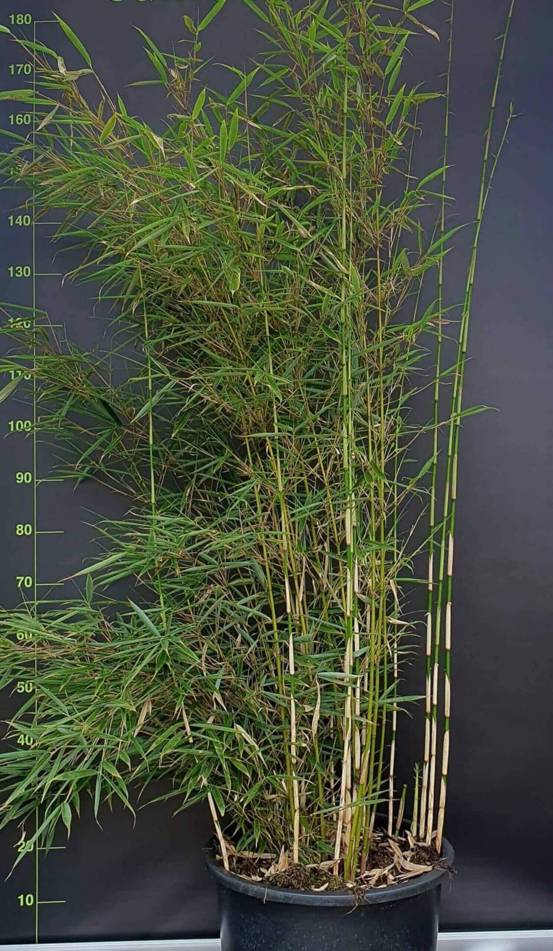 Fargesia robusta Campbell – 35L – 200+ cm