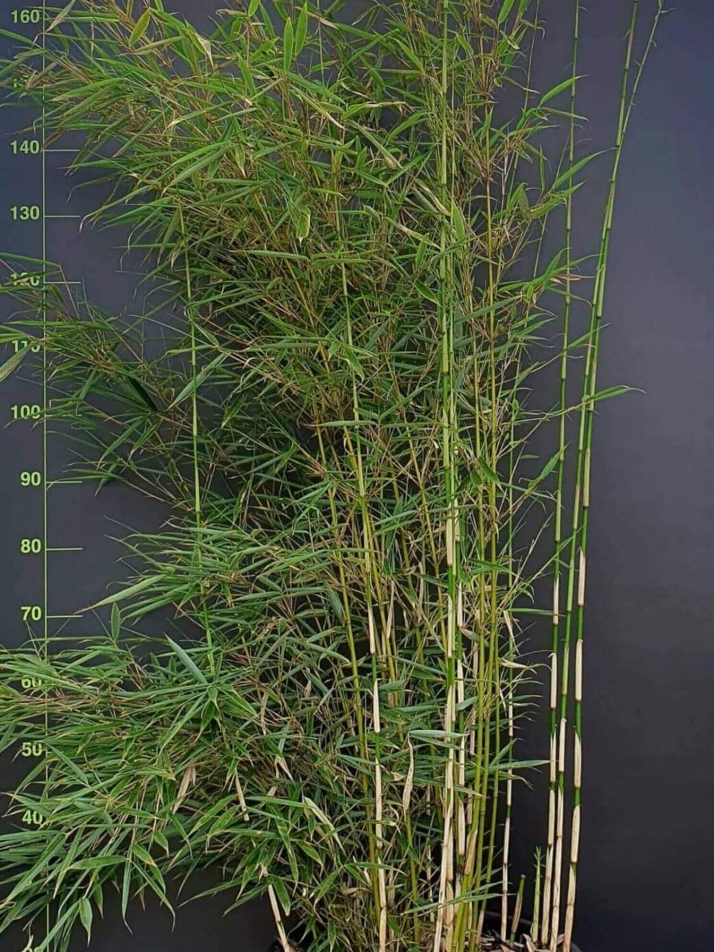 Fargesia robusta Campbell - 35L - 225+ cm