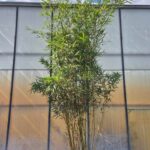 Fargesia robusta Campbell - 35L – 250-300 cm