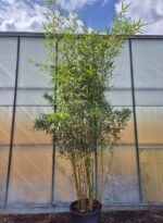 Fargesia robusta Campbell - 35L – 250-300 cm