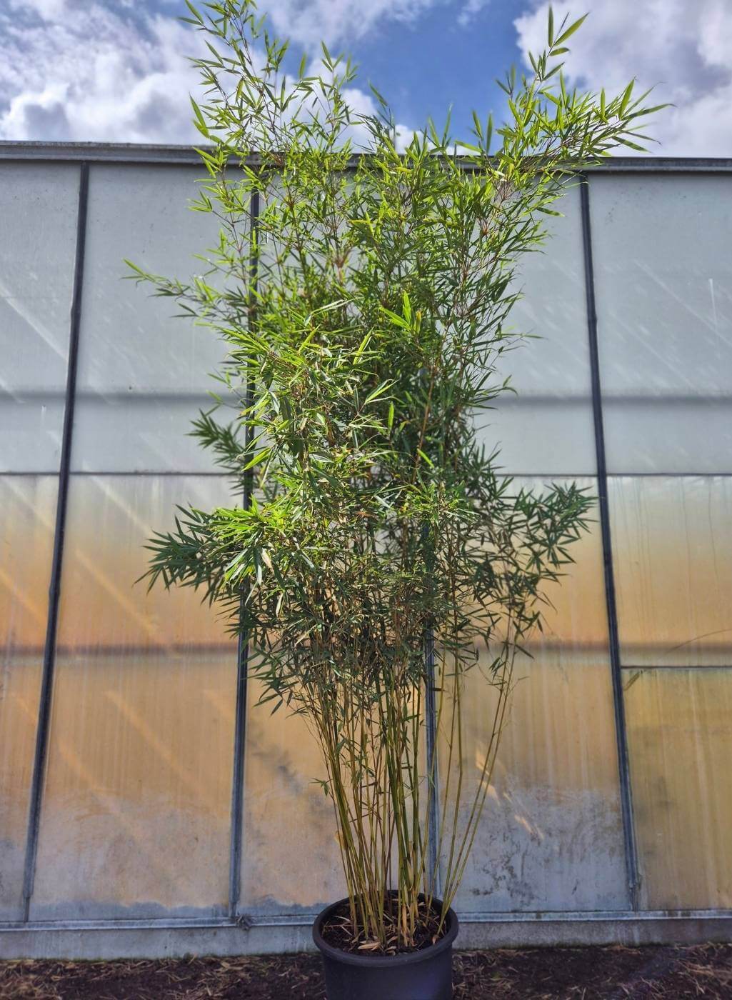 Fargesia robusta Campbell – 35L – 250-300 cm