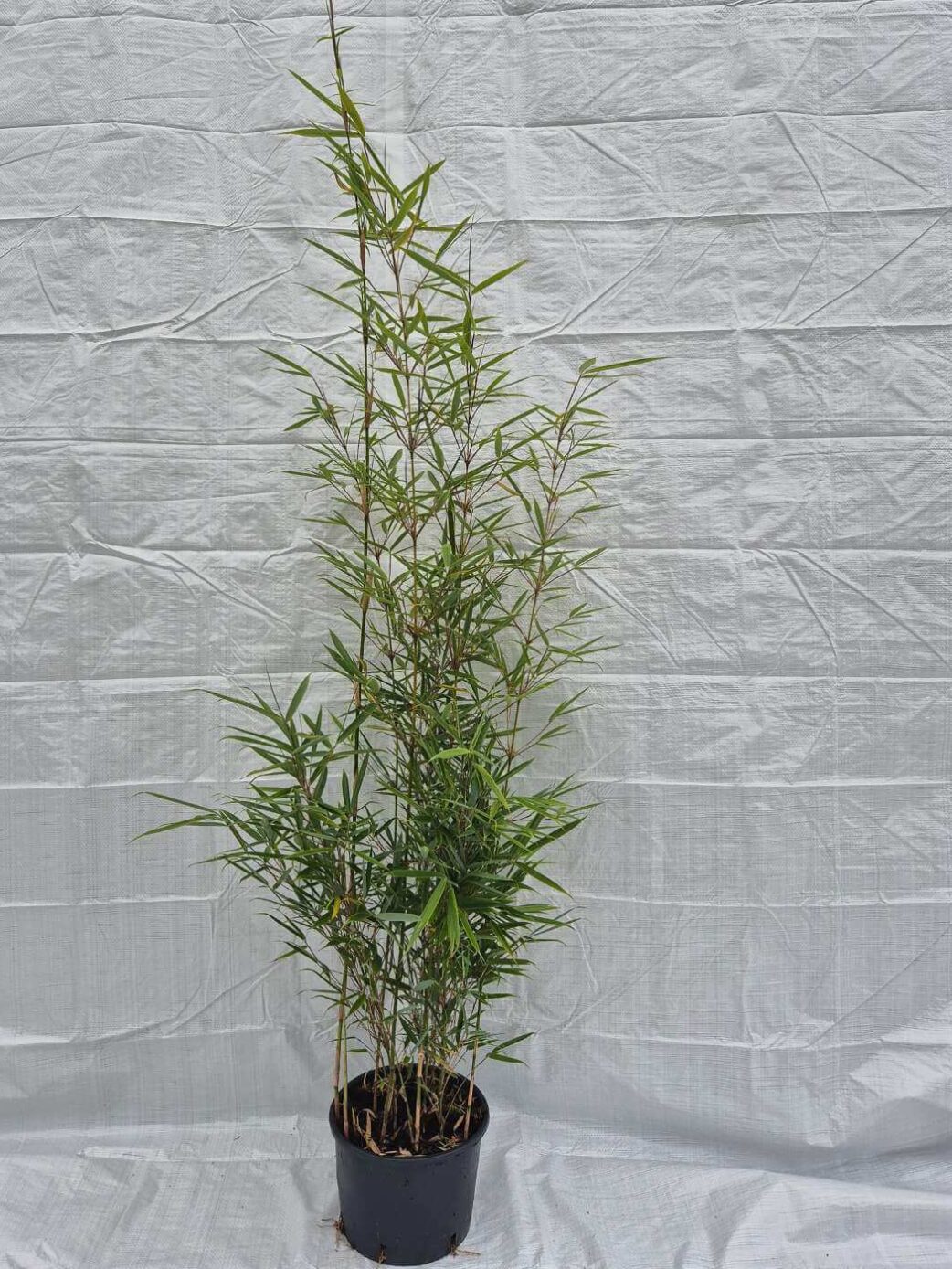 Fargesia robusta Campbell - 5.5L - 125+ cm