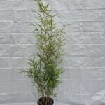 Fargesia robusta Campbell - 5.5L - 125+ cm