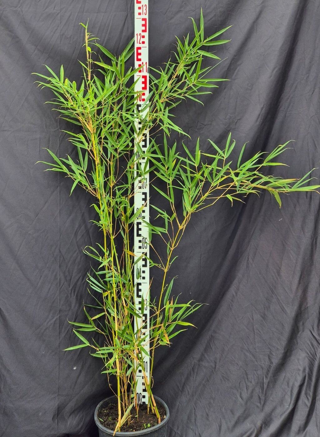 Fargesia robusta Campbell – 5.5L – 125+ cm