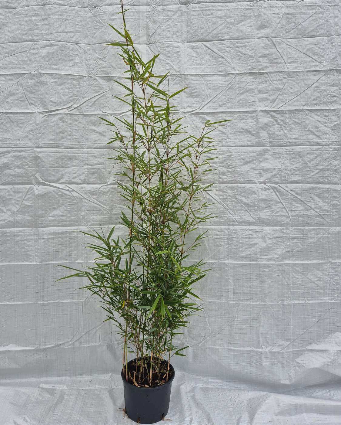 Fargesia robusta Campbell – 5.5L – 125+ cm