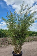 Fargesia Robusta Campbell Bambou - 100L - 225+ cm 2