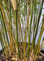 Fargesia Robusta Campbell Bambou - 100L - 225+ cm 4