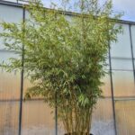 Fargesia Robusta Campbell Bambou - 100L - 250-300 cm