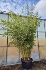 Fargesia Robusta Campbell Bambou - 100L - 250-300 cm