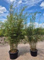 Fargesia Robusta Campbell Bambou - 100L - 250-300 cm 5