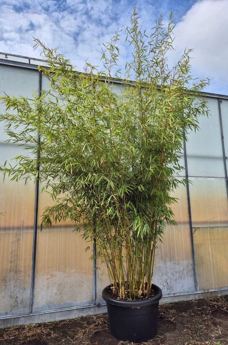 Fargesia Robusta Campbell Bambou – 100L – 250-300 cm