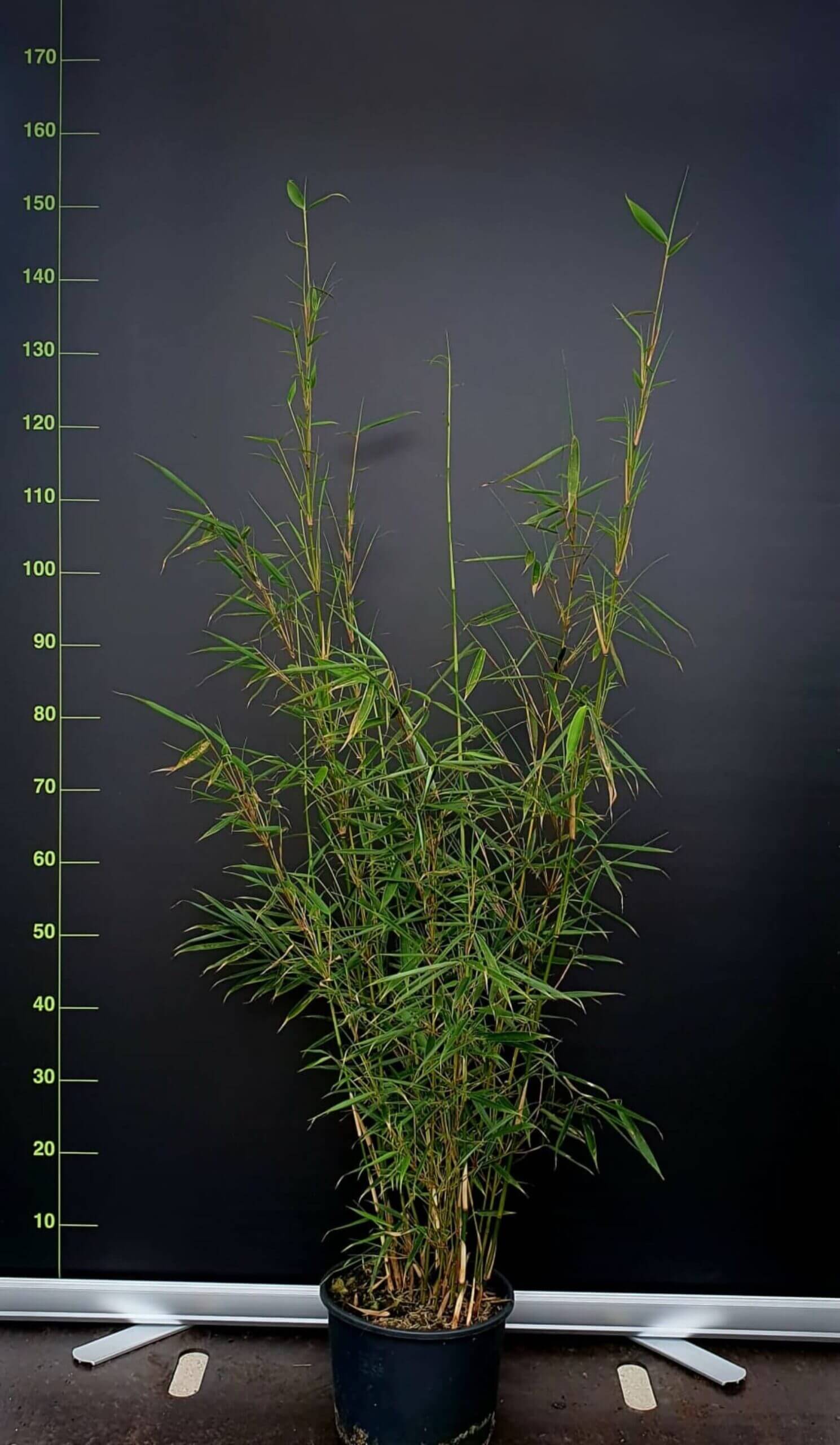 Fargesia robusta Campbell – 10L – 200cm