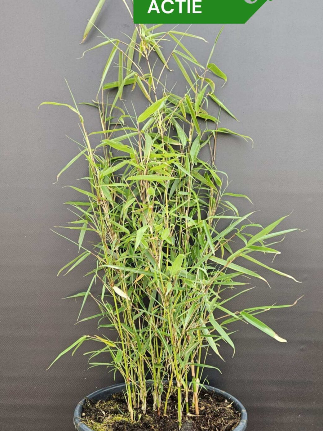 Fargesia robusta Campbell bambou plantes 5.5L – lot de 3 en boîte