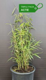 Fargesia robusta Campbell bambou plantes 5.5L – lot de 3 en boîte