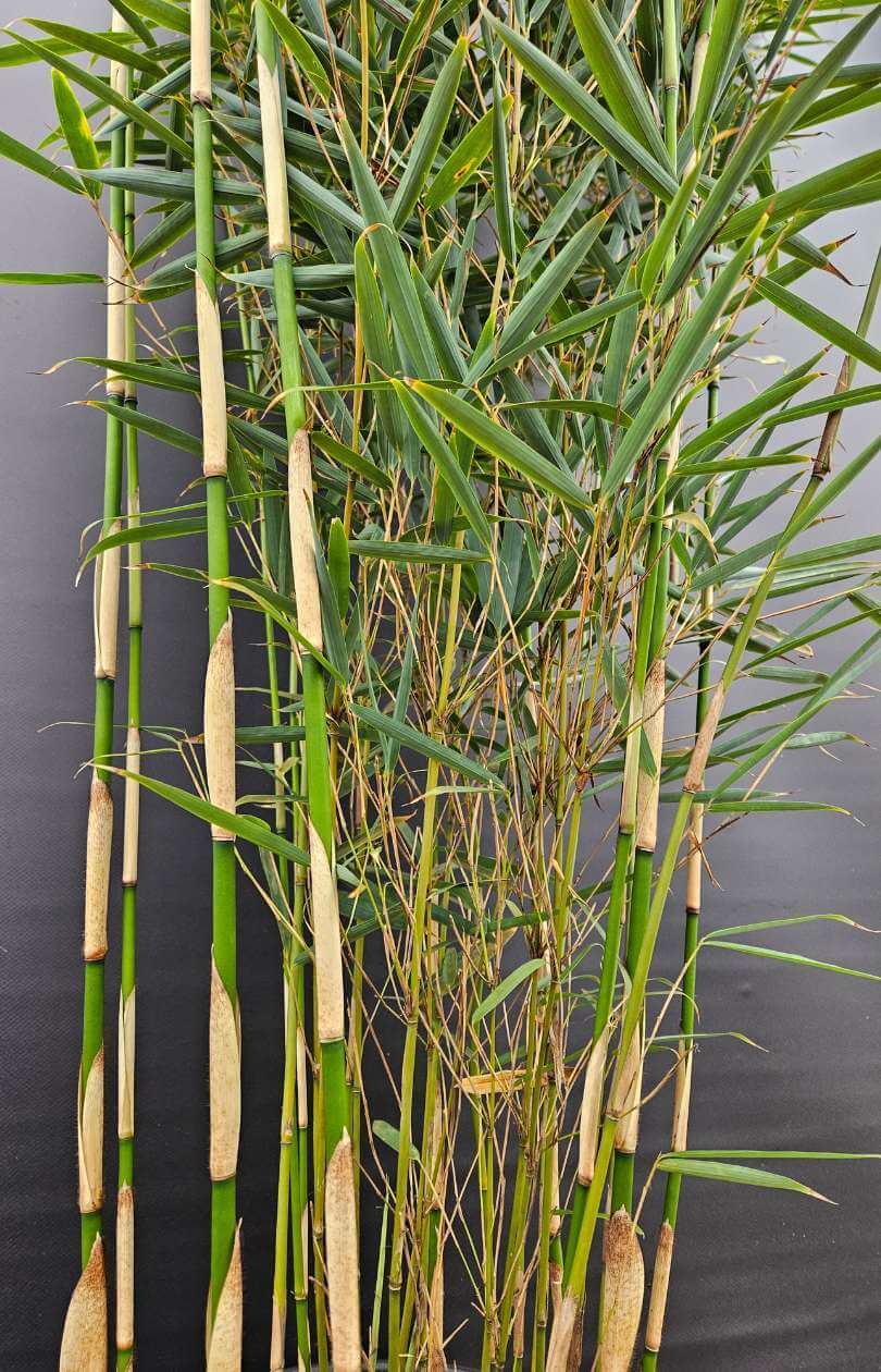 Fargesia Robusta Campbell