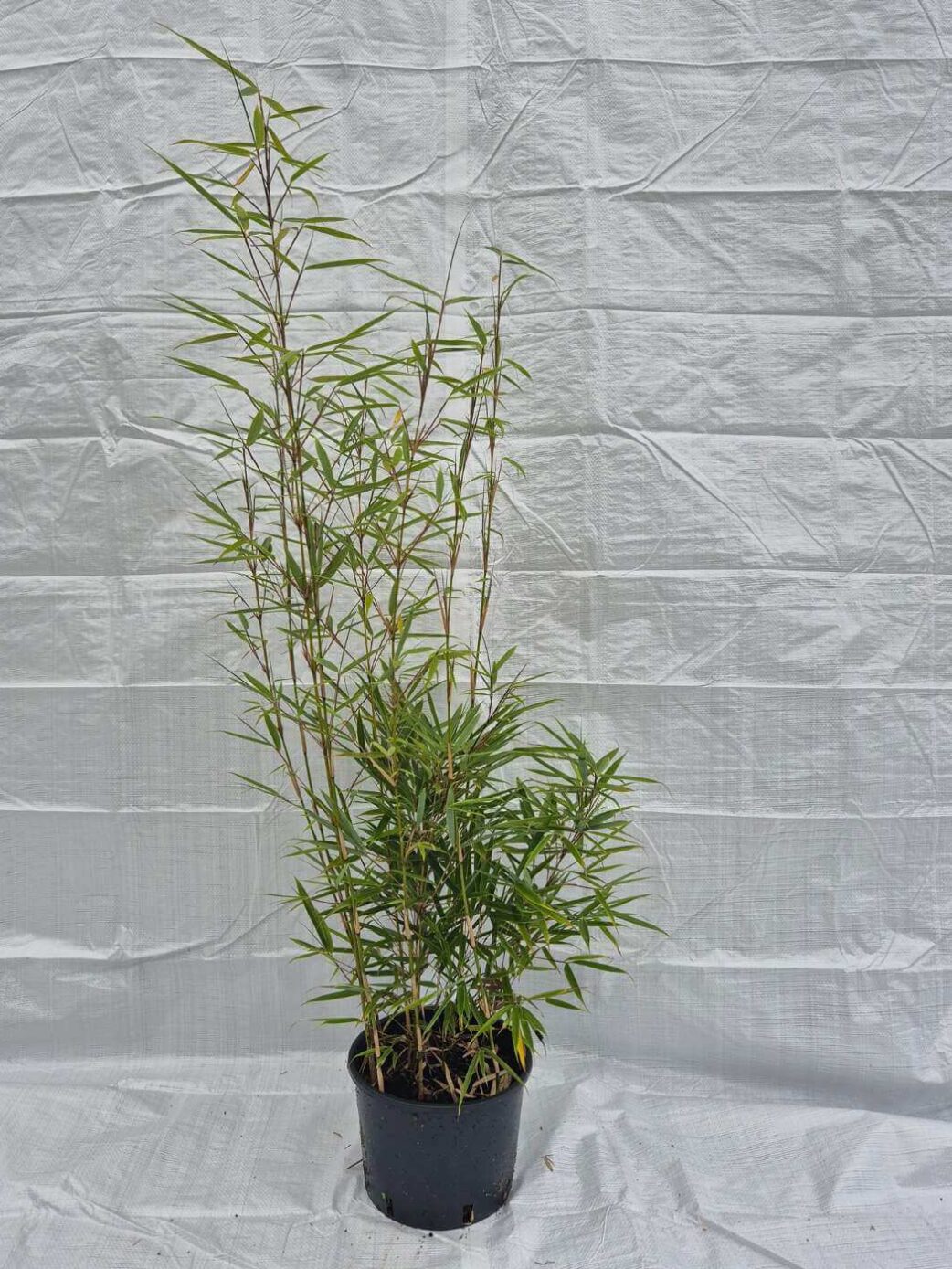 Fargesia robusta Campbell bambou non-envahissant en pot 5,5L 75 cm, feuillage vert dense